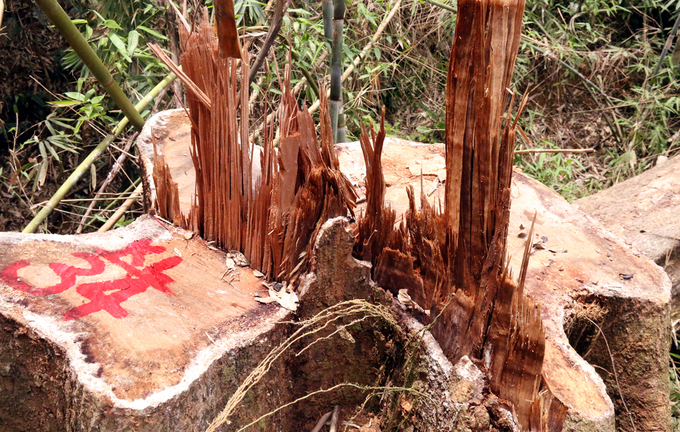 Quảng Nam truy tìm kẻ phá rừng gỗ lim xanh hàng trăm năm tuổi