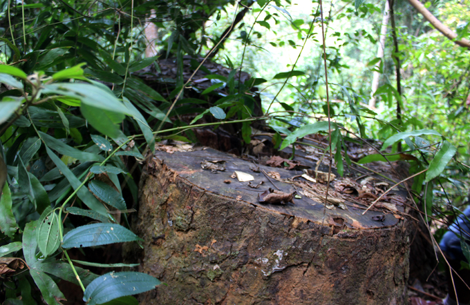 Quảng Nam truy tìm kẻ phá rừng gỗ lim xanh hàng trăm năm tuổi