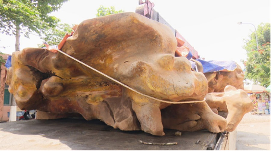 Cơn sốt rau trường sinh: Thương lái Tàu ồ ạt thu gom