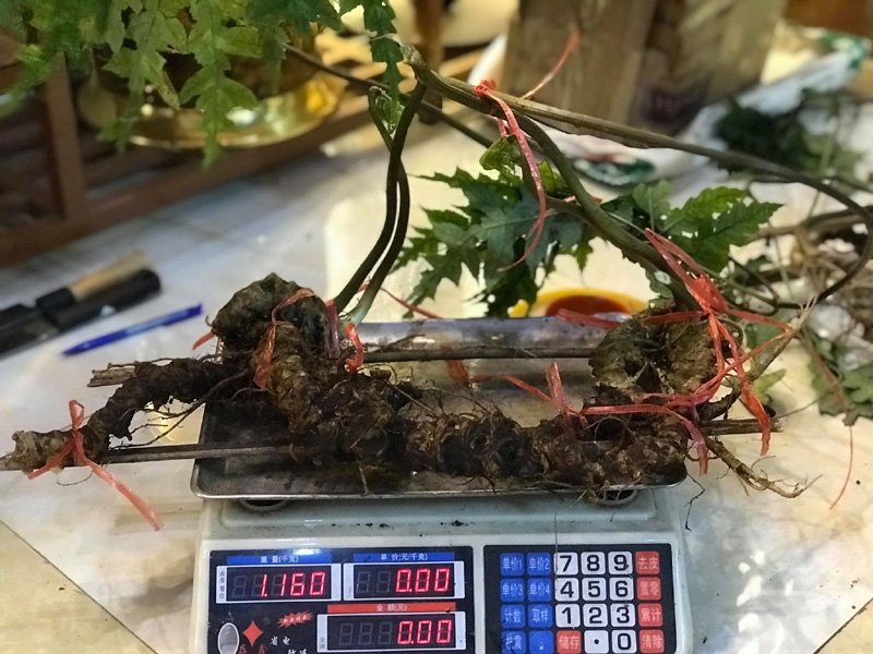 Cơn sốt rau trường sinh: Thương lái Tàu ồ ạt thu gom