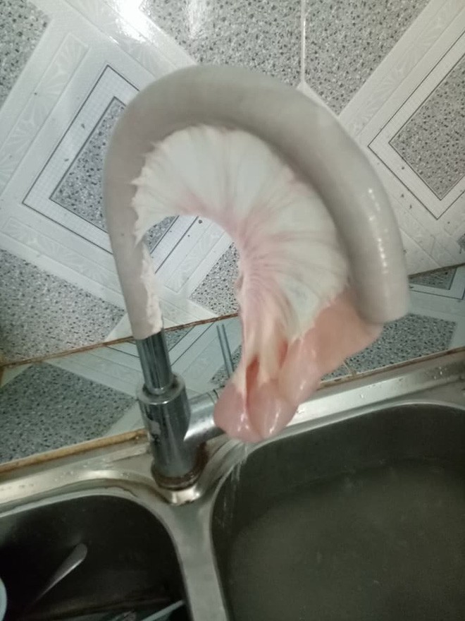 Cười nghiêng ngả với những 'thành quả' nấu ăn của những cô nàng 'thánh vụng' Cuoi nghieng nga voi nhung 'thanh qua' nau an cua nhung co nang 'thanh vung'