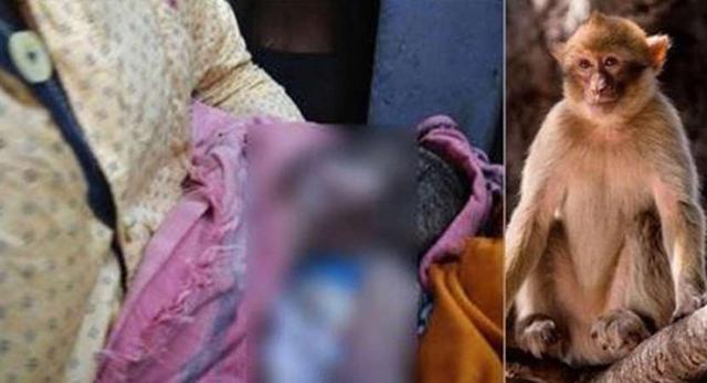 Bị khỉ bắt cóc khi đang ngủ cạnh mẹ, bé 16 ngày tuổi chết thương tâm dưới giếng sâu