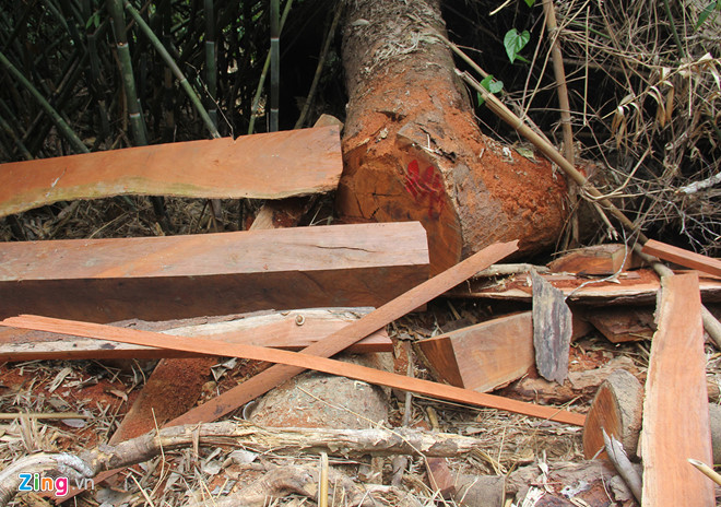 Khởi tố nhiều người phá rừng tại Quảng Nam