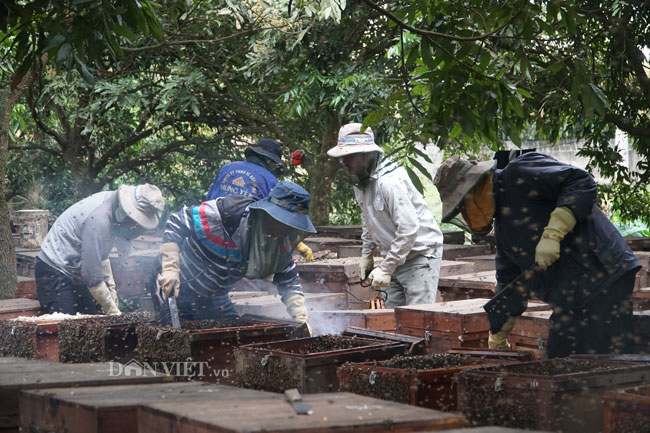 Ảnh, clip: Nuôi ong du mục thu hàng trăm triệu ở Hưng Yên