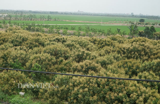 Ảnh, clip: Nuôi ong du mục thu hàng trăm triệu ở Hưng Yên