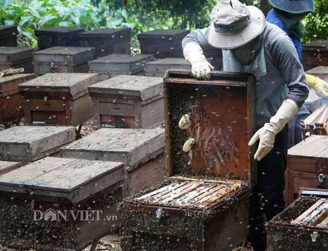 Ảnh, clip: Nuôi ong du mục thu hàng trăm triệu ở Hưng Yên