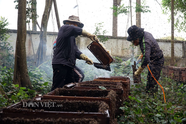 Ảnh, clip: Nuôi ong du mục thu hàng trăm triệu ở Hưng Yên