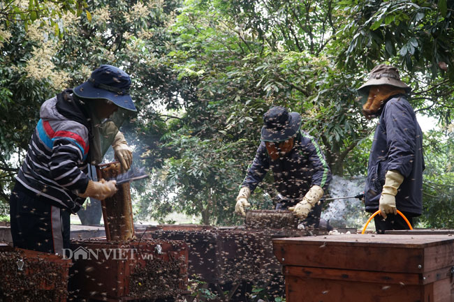 Ảnh, clip: Nuôi ong du mục thu hàng trăm triệu ở Hưng Yên
