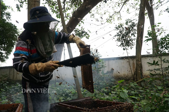 Ảnh, clip: Nuôi ong du mục thu hàng trăm triệu ở Hưng Yên