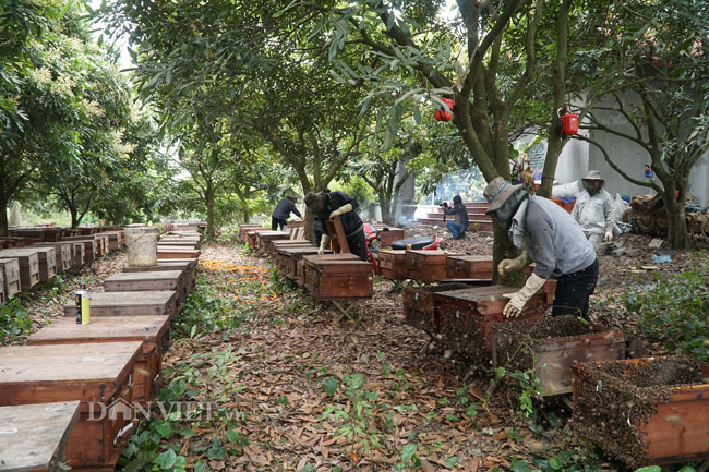 Ảnh, clip: Nuôi ong du mục thu hàng trăm triệu ở Hưng Yên