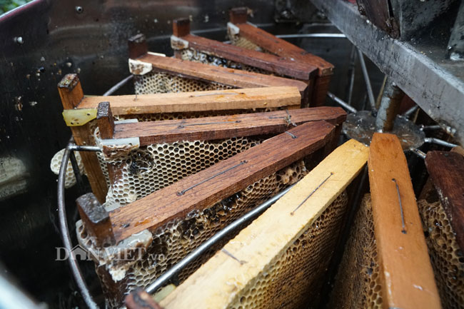 Ảnh, clip: Nuôi ong du mục thu hàng trăm triệu ở Hưng Yên