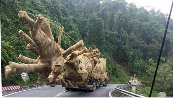 Cây quái thú vi vu trên QL1A: Đắk Lắk phát hiện điều gì?