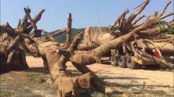 Cây quái thú vi vu trên QL1A: Đắk Lắk phát hiện điều gì?