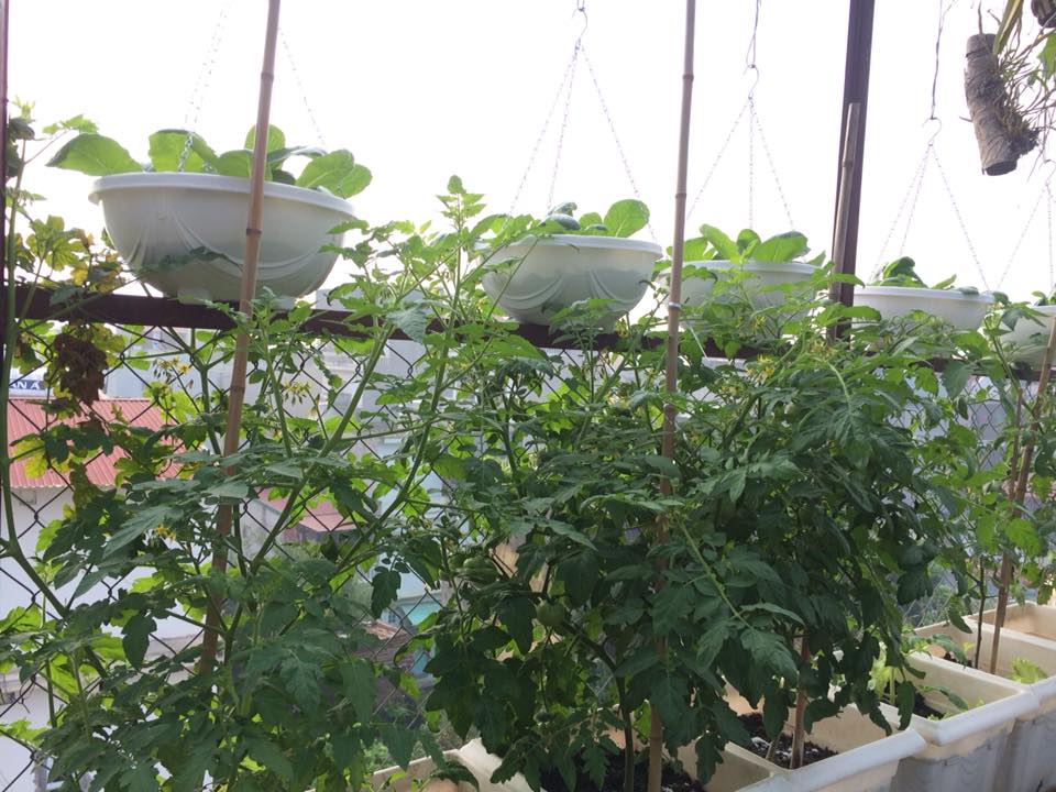 Ông bố đảm ở Hà Nội biến sân thượng 20m2 thành nơi trồng rau, nuôi cá cho vợ