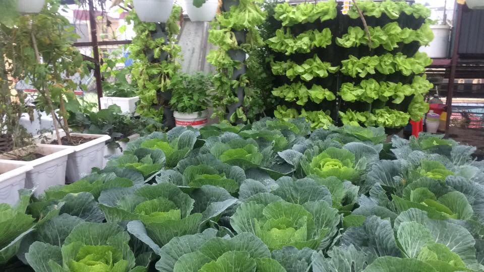 Ông bố đảm ở Hà Nội biến sân thượng 20m2 thành nơi trồng rau, nuôi cá cho vợ