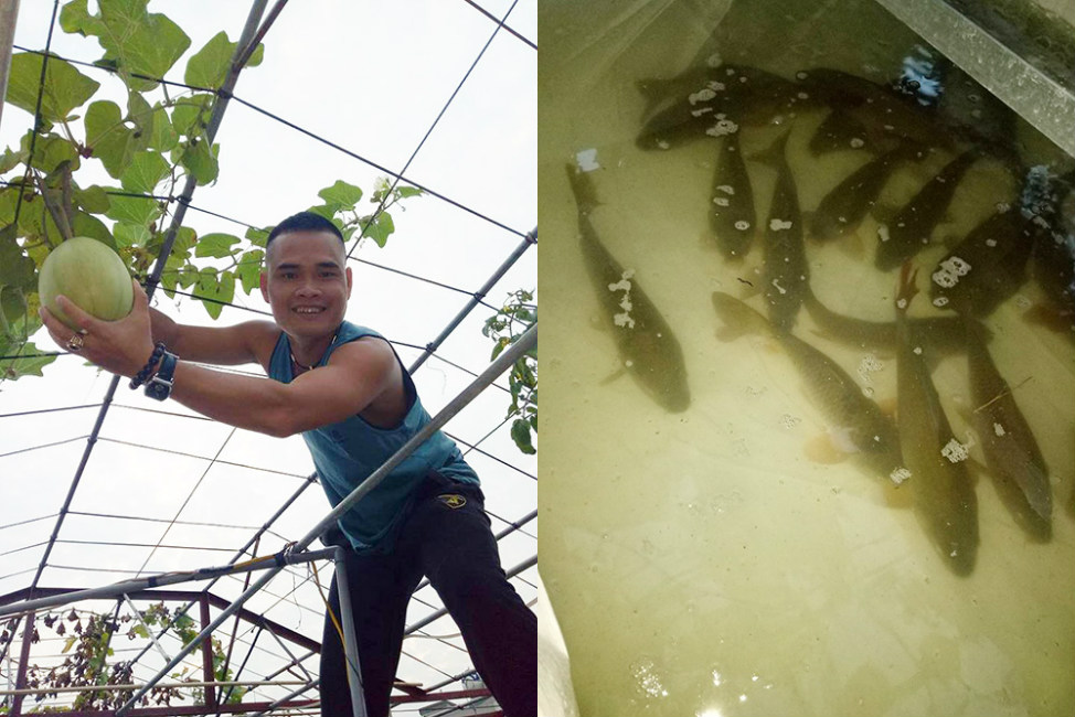 Ông bố đảm ở Hà Nội biến sân thượng 20m2 thành nơi trồng rau, nuôi cá cho vợ