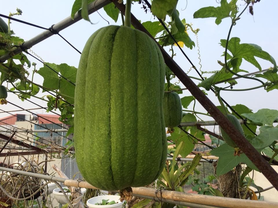 Ông bố đảm ở Hà Nội biến sân thượng 20m2 thành nơi trồng rau, nuôi cá cho vợ