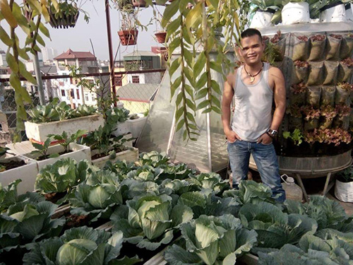 Ông bố đảm ở Hà Nội biến sân thượng 20m2 thành nơi trồng rau, nuôi cá cho vợ