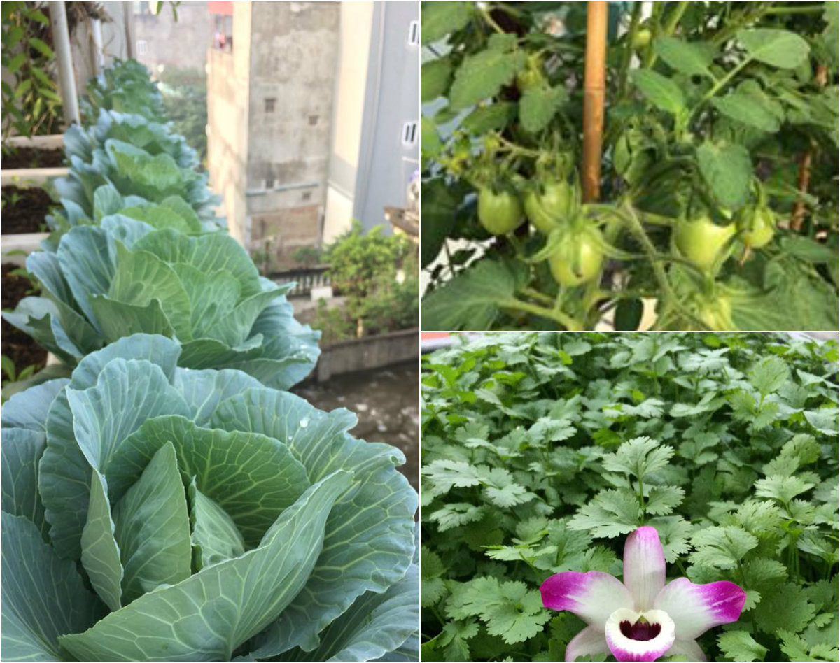 Ông bố đảm ở Hà Nội biến sân thượng 20m2 thành nơi trồng rau, nuôi cá cho vợ