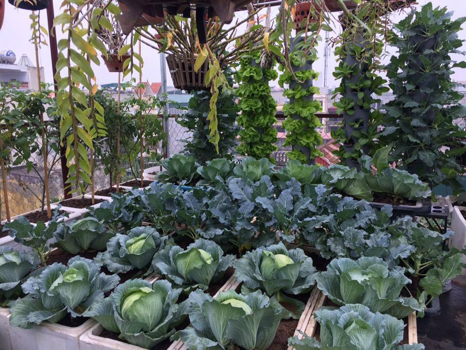 Ông bố đảm ở Hà Nội biến sân thượng 20m2 thành nơi trồng rau, nuôi cá cho vợ