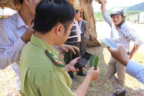 Kiểm lâm Huế xác minh nguồn gốc ba cây cổ thụ quá khổ, quá tải