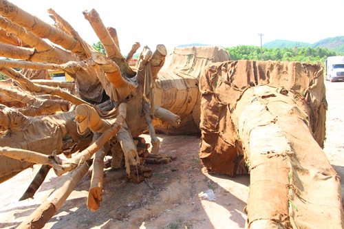Kiểm lâm Huế xác minh nguồn gốc ba cây cổ thụ quá khổ, quá tải
