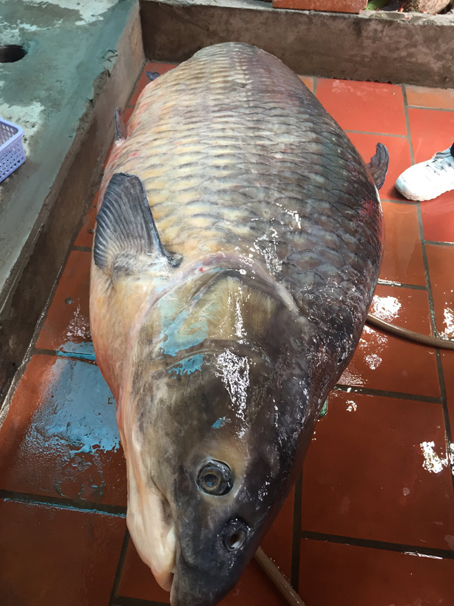 Cận cảnh cá trắm đen khổng lồ hồ Thác Bà vừa về đến Hà Nội