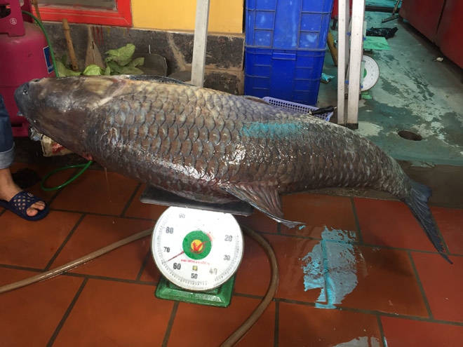 Cận cảnh cá trắm đen khổng lồ hồ Thác Bà vừa về đến Hà Nội