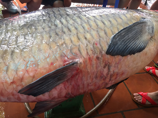 Cận cảnh cá trắm đen khổng lồ hồ Thác Bà vừa về đến Hà Nội