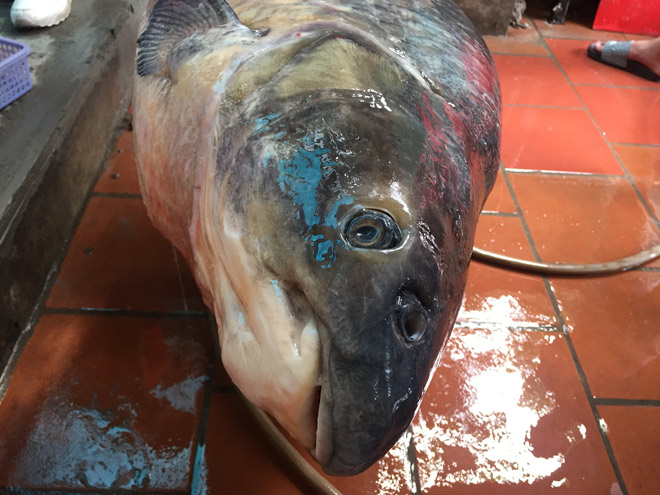 Cận cảnh cá trắm đen khổng lồ hồ Thác Bà vừa về đến Hà Nội