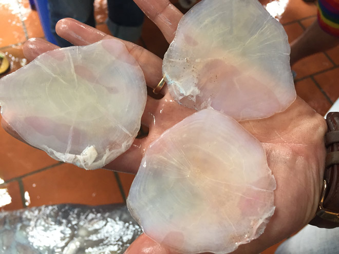 Cận cảnh cá trắm đen khổng lồ hồ Thác Bà vừa về đến Hà Nội