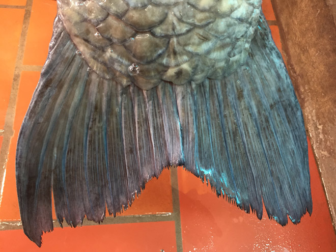 Cận cảnh cá trắm đen khổng lồ hồ Thác Bà vừa về đến Hà Nội