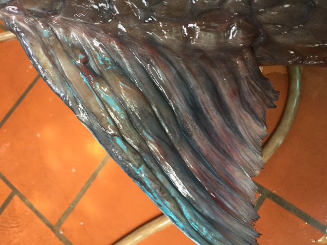 Cận cảnh cá trắm đen khổng lồ hồ Thác Bà vừa về đến Hà Nội