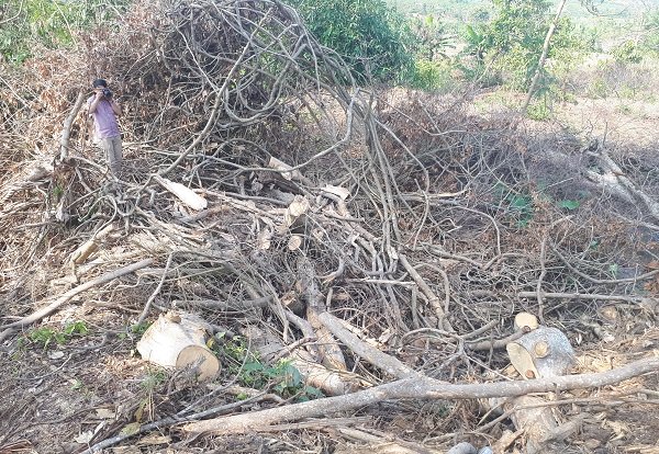 Chủ cây quái thú ở Đắk Lắk: Người ta đưa tôi sấp giấy bảo ký