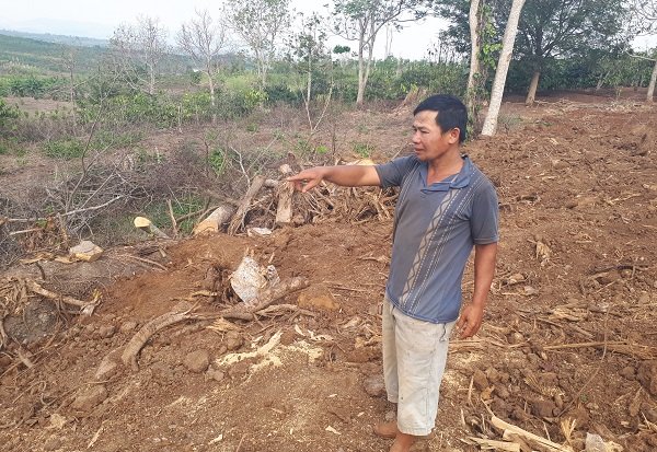 Chủ cây quái thú ở Đắk Lắk: Người ta đưa tôi sấp giấy bảo ký