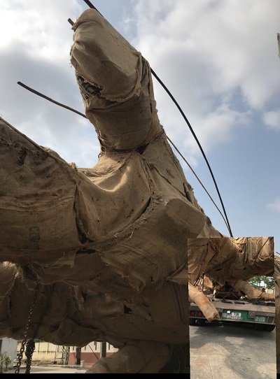 Chủ cây quái thú ở Đắk Lắk: Người ta đưa tôi sấp giấy bảo ký