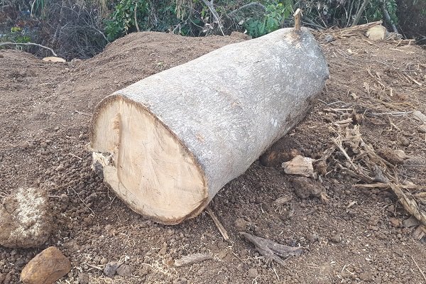 Chủ cây quái thú ở Đắk Lắk: Người ta đưa tôi sấp giấy bảo ký Chủ cây quái thú ở Đắk Lắk: Người ta đưa tôi sấp giấy bảo ký