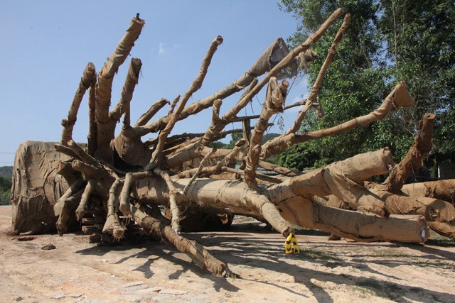 Xuất hiện người tự xưng là chủ nhân của 3 cây khổng lồ bị CSGT bắt giữ