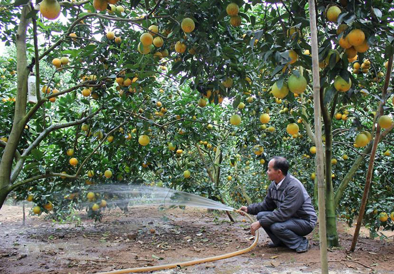 Cam, bưởi nguy cơ vỡ trận: Bộ chỉ khuyến cáo, tất cả tại dân ham