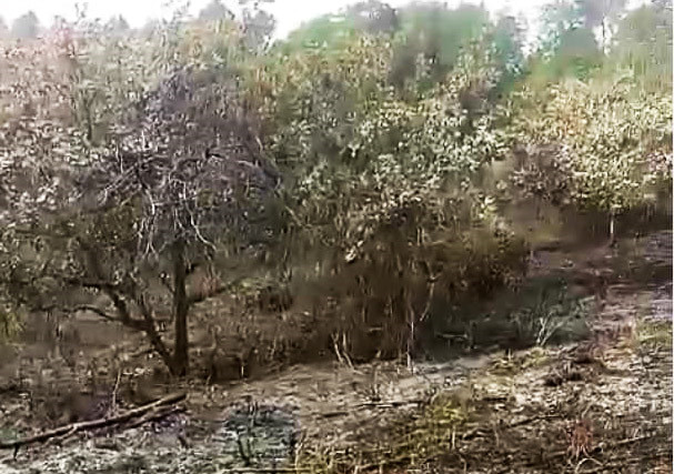 Níu kéo tình cảm bất thành, đốt rẫy điều của người tình