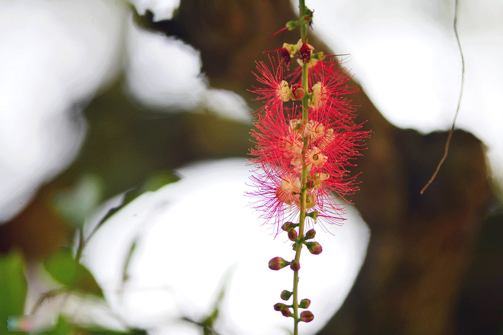 Hoa lộc vừng nở, rụng trải thảm mặt hồ Gươm