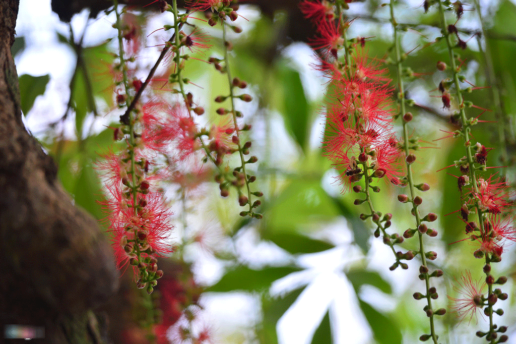 Hoa lộc vừng nở, rụng trải thảm mặt hồ Gươm