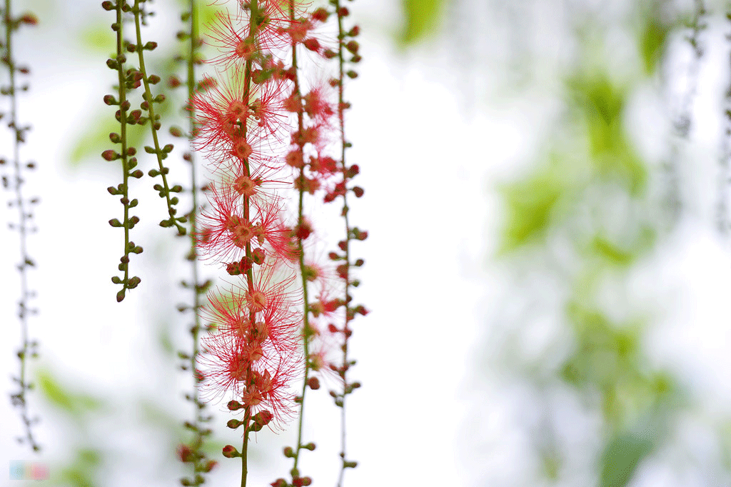 Hoa lộc vừng nở, rụng trải thảm mặt hồ Gươm