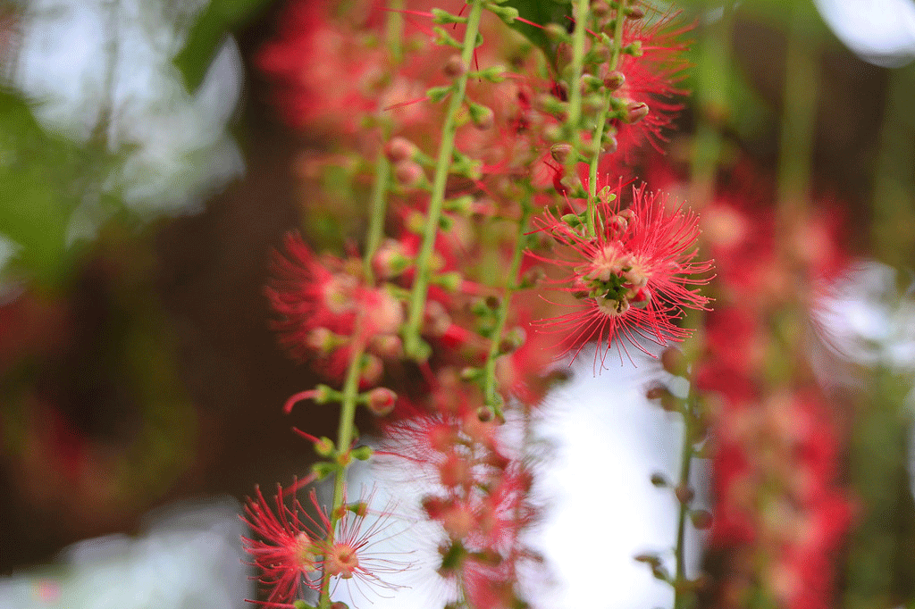 Hoa lộc vừng nở, rụng trải thảm mặt hồ Gươm