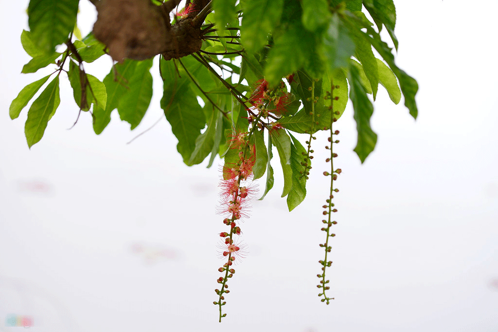 Hoa lộc vừng nở, rụng trải thảm mặt hồ Gươm