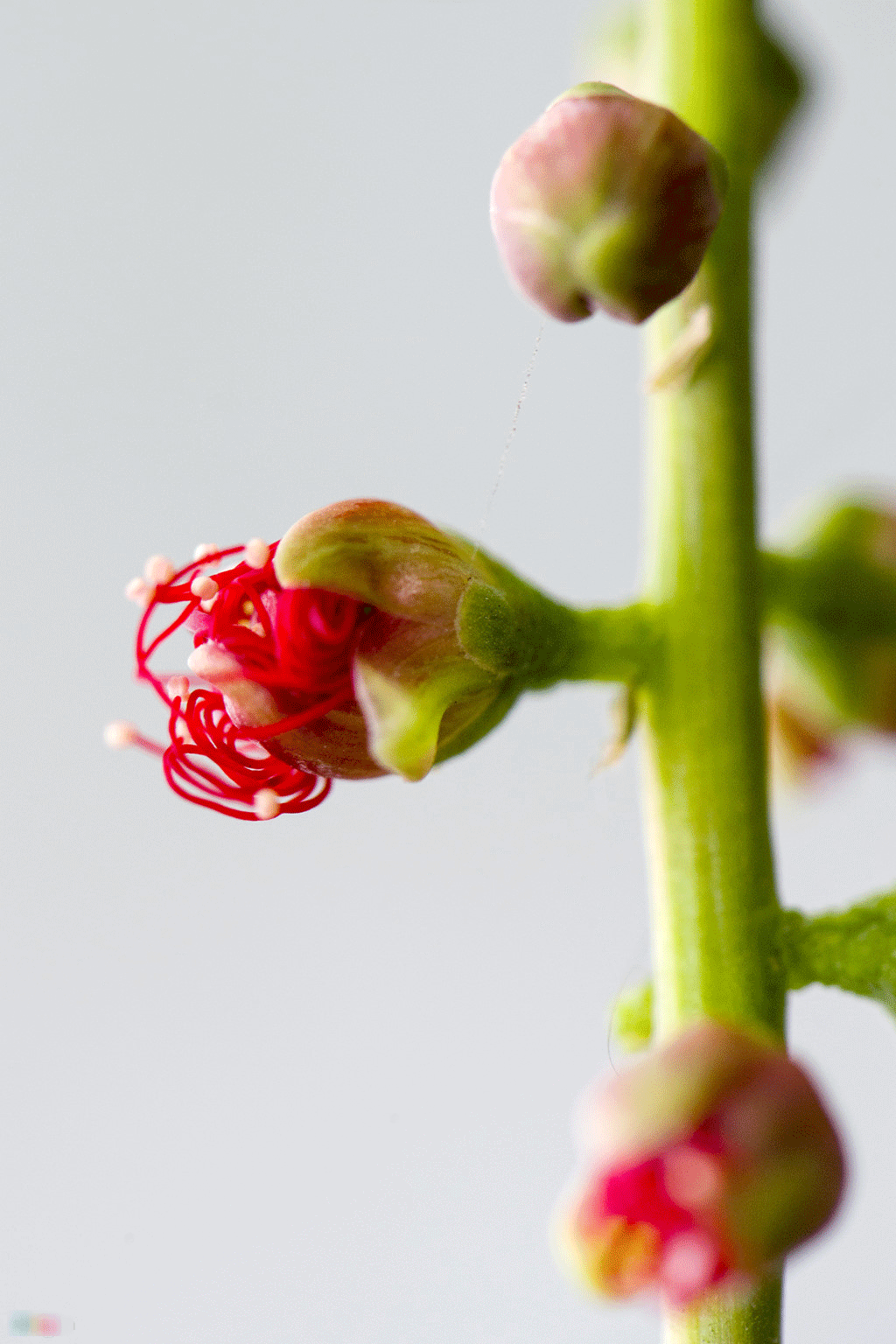 Hoa lộc vừng nở, rụng trải thảm mặt hồ Gươm