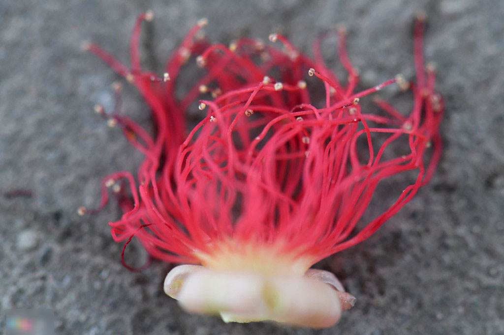 Hoa lộc vừng nở, rụng trải thảm mặt hồ Gươm