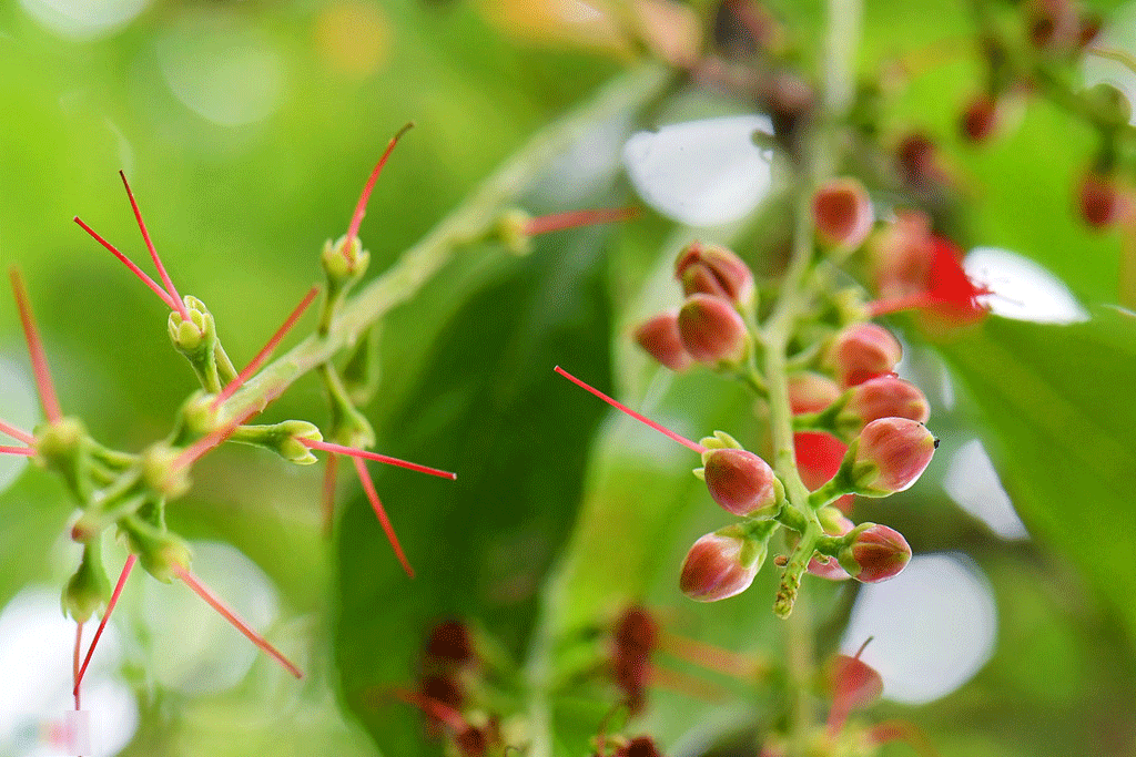 Hoa lộc vừng nở, rụng trải thảm mặt hồ Gươm