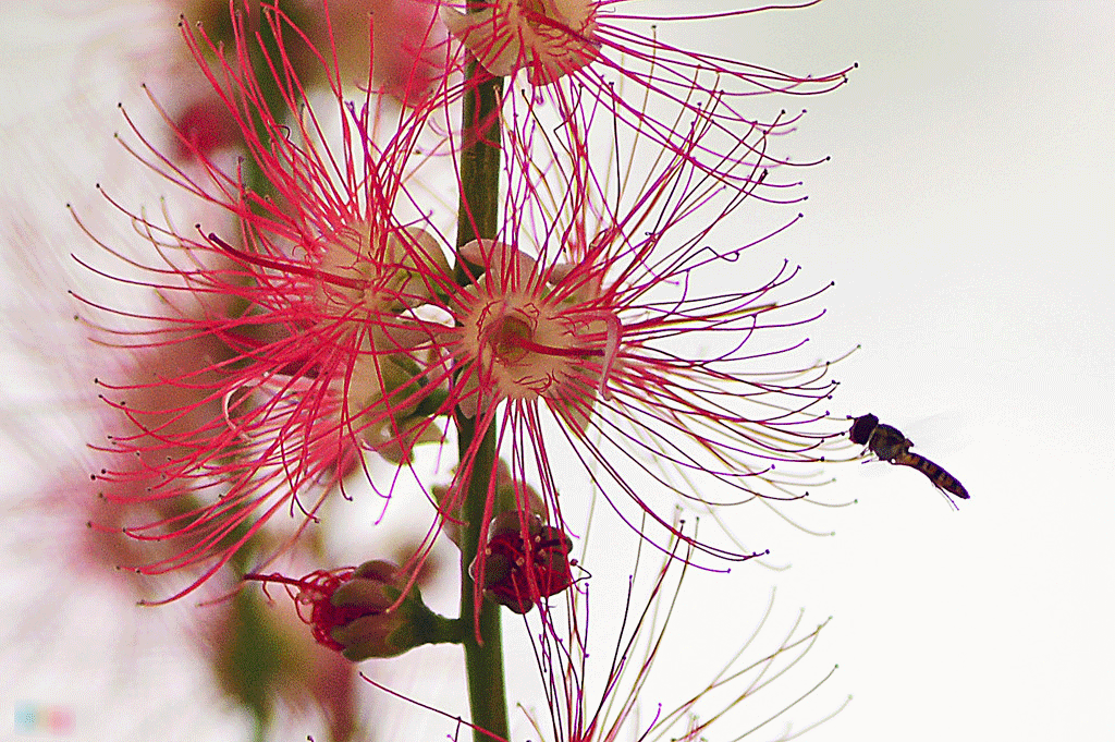 Hoa lộc vừng nở, rụng trải thảm mặt hồ Gươm