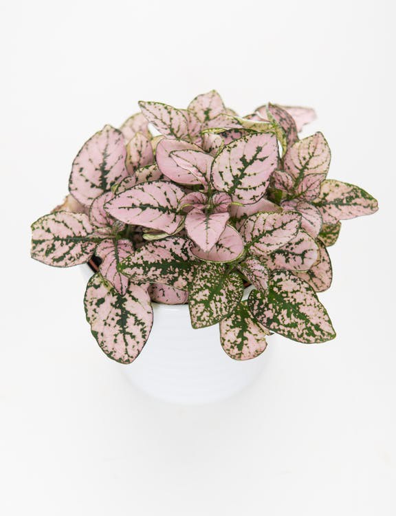 Nếu đã chán những chiếc cây màu xanh, hãy thử trồng mấy cái cây có màu hồng ngọt ngào này